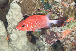 BD-120424-Marsa-Alam-6311-Sargocentron-caudimaculatum-(Rüppell.-1838)-[Silverspot-squirrelfish].jpg